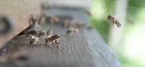 Flugloch mit Bienen | © Andermatt BioVet AG