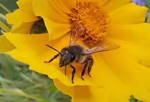 Biene auf gelber Blüte | © Andermatt BioVet AG