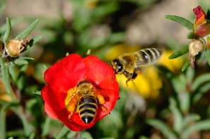 Bienen vor roter Blüte | © Andermatt BioVet AG